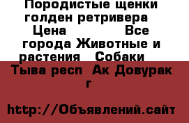 Породистые щенки голден ретривера › Цена ­ 25 000 - Все города Животные и растения » Собаки   . Тыва респ.,Ак-Довурак г.